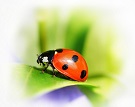lucky quotes ladybug